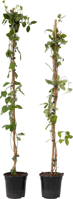 Plant in a Box - Lonicera x Heckrotti American Beauty - Set van 2 - Kamperfoelie - Klimplant - Winterhard - Pot 17cm - Hoogte 110-120cm