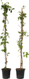 Plant in a Box - Lonicera x Heckrotti American Beauty - Set van 2 - Kamperfoelie - Klimplant - Winterhard - Pot 17cm - Hoogte 110-120cm