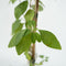 Plant in a Box - Lonicera x Heckrotti American Beauty - Set van 2 - Kamperfoelie - Klimplant - Winterhard - Pot 17cm - Hoogte 110-120cm
