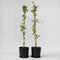 Plant in a Box - Lonicera x Heckrotti American Beauty - Set van 2 - Kamperfoelie - Klimplant - Winterhard - Pot 17cm - Hoogte 110-120cm