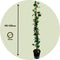 Plant in a Box - Lonicera x Heckrotti American Beauty - Set van 2 - Kamperfoelie - Klimplant - Winterhard - Pot 17cm - Hoogte 110-120cm