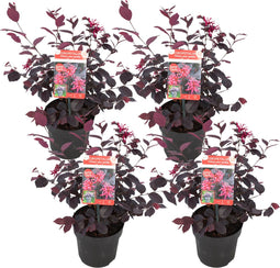 Plant in a Box - Loropetalum Ever Red - Set van 4 - Franjeboom - Sierheester - Tuinplant - Winterhard - Pot 13cm - Hoogte 25-35cm