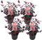 Plant in a Box - Loropetalum Ever Red - Set van 4 - Franjeboom - Sierheester - Tuinplant - Winterhard - Pot 13cm - Hoogte 25-35cm