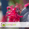 Plant in a Box - Loropetalum Ever Red - Set van 4 - Franjeboom - Sierheester - Tuinplant - Winterhard - Pot 13cm - Hoogte 25-35cm