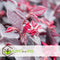 Plant in a Box - Loropetalum Ever Red - Set van 4 - Franjeboom - Sierheester - Tuinplant - Winterhard - Pot 13cm - Hoogte 25-35cm