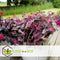 Plant in a Box - Loropetalum Ever Red - Set van 4 - Franjeboom - Sierheester - Tuinplant - Winterhard - Pot 13cm - Hoogte 25-35cm
