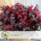 Plant in a Box - Loropetalum Ever Red - Set van 4 - Franjeboom - Sierheester - Tuinplant - Winterhard - Pot 13cm - Hoogte 25-35cm