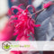 Plant in a Box - Loropetalum Ever Red - Set van 4 - Franjeboom - Sierheester - Tuinplant - Winterhard - Pot 13cm - Hoogte 25-35cm