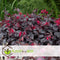 Plant in a Box - Loropetalum Ever Red - Set van 4 - Franjeboom - Sierheester - Tuinplant - Winterhard - Pot 13cm - Hoogte 25-35cm