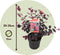 Plant in a Box - Loropetalum Ever Red - Set van 4 - Franjeboom - Sierheester - Tuinplant - Winterhard - Pot 13cm - Hoogte 25-35cm