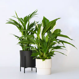 Plant in a Box - Luchtzuiverende kamerplanten - Set van 2 - Areca - Spathiphyllum - Pot 17cm - Hoogte 60-75cm