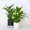 Plant in a Box - Luchtzuiverende kamerplanten - Set van 2 - Areca - Spathiphyllum - Pot 17cm - Hoogte 60-75cm