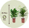 Plant in a Box - Luchtzuiverende kamerplanten - Set van 2 - Areca - Spathiphyllum - Pot 17cm - Hoogte 60-75cm