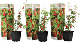 Plant in a Box - Lycium Barbarum - Set van 3 - Boksdoorn - Goji bes - Pot 9cm - Hoogte 25-40cm