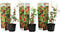 Plant in a Box - Lycium Barbarum - Set van 3 - Boksdoorn - Goji bes - Pot 9cm - Hoogte 25-40cm
