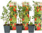 Plant in a Box - Lycium Barbarum - Set van 3 - Boksdoorn - Goji bes - Pot 9cm - Hoogte 25-40cm