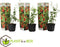 Plant in a Box - Lycium Barbarum - Set van 3 - Boksdoorn - Goji bes - Pot 9cm - Hoogte 25-40cm