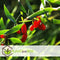 Plant in a Box - Lycium Barbarum - Set van 3 - Boksdoorn - Goji bes - Pot 9cm - Hoogte 25-40cm
