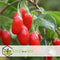 Plant in a Box - Lycium Barbarum - Set van 3 - Boksdoorn - Goji bes - Pot 9cm - Hoogte 25-40cm