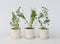 Plant in a Box - Lycium Barbarum - Set van 3 - Boksdoorn - Goji bes - Pot 9cm - Hoogte 25-40cm