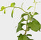 Plant in a Box - Lycium Barbarum - Set van 3 - Boksdoorn - Goji bes - Pot 9cm - Hoogte 25-40cm
