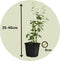 Plant in a Box - Lycium Barbarum - Set van 3 - Boksdoorn - Goji bes - Pot 9cm - Hoogte 25-40cm