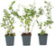 Plant in a Box - Lycium Barbarum - Set van 3 - Boksdoorn - Goji bes - Pot 9cm - Hoogte 25-40cm