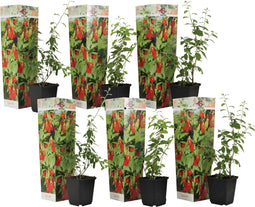 Plant in a Box - Lycium Barbarum - Set van 6 - Boksdoorn - Goji bes - Pot 9cm - Hoogte 25-40cm