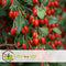 Plant in a Box - Lycium Barbarum - Set van 6 - Boksdoorn - Goji bes - Pot 9cm - Hoogte 25-40cm