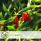 Plant in a Box - Lycium Barbarum - Set van 6 - Boksdoorn - Goji bes - Pot 9cm - Hoogte 25-40cm