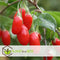 Plant in a Box - Lycium Barbarum - Set van 6 - Boksdoorn - Goji bes - Pot 9cm - Hoogte 25-40cm