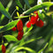 Plant in a Box - Lycium Barbarum - Set van 6 - Boksdoorn - Goji bes - Pot 9cm - Hoogte 25-40cm