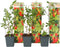 Plant in a Box - Lycium Barbarum - Set van 6 - Boksdoorn - Goji bes - Pot 9cm - Hoogte 25-40cm