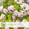 Plant in a Box - Magnolia Soulangea - Set van 3 - Brede struik/Kleine boom Winterhard - Roze bloemen - Pot 9cm - Hoogte 25-40cm