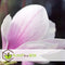 Plant in a Box - Magnolia Soulangea - Set van 3 - Brede struik/Kleine boom Winterhard - Roze bloemen - Pot 9cm - Hoogte 25-40cm