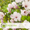Plant in a Box - Magnolia Soulangea - Set van 3 - Brede struik/Kleine boom Winterhard - Roze bloemen - Pot 9cm - Hoogte 25-40cm