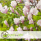Plant in a Box - Magnolia Soulangea - Set van 3 - Brede struik/Kleine boom Winterhard - Roze bloemen - Pot 9cm - Hoogte 25-40cm