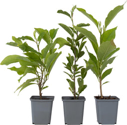 Plant in a Box - Magnolia Stellata - Set van 3 - Brede struik/Kleine boom Winterhard - Witte bloemen - Pot 9cm - Hoogte 25-40cm