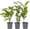 Plant in a Box - Magnolia Stellata - Set van 3 - Brede struik/Kleine boom Winterhard - Witte bloemen - Pot 9cm - Hoogte 25-40cm