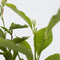 Plant in a Box - Magnolia Stellata - Set van 3 - Brede struik/Kleine boom Winterhard - Witte bloemen - Pot 9cm - Hoogte 25-40cm