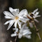 Plant in a Box - Magnolia Stellata - Set van 3 - Brede struik/Kleine boom Winterhard - Witte bloemen - Pot 9cm - Hoogte 25-40cm
