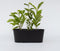 Plant in a Box - Magnolia Stellata - Set van 3 - Brede struik/Kleine boom Winterhard - Witte bloemen - Pot 9cm - Hoogte 25-40cm