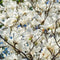 Plant in a Box - Magnolia Stellata - Set van 3 - Brede struik/Kleine boom Winterhard - Witte bloemen - Pot 9cm - Hoogte 25-40cm