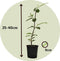 Plant in a Box - Magnolia Stellata - Set van 3 - Brede struik/Kleine boom Winterhard - Witte bloemen - Pot 9cm - Hoogte 25-40cm