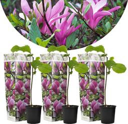 Plant in a Box - Magnolia Susan - Set van 3 - Brede struik/Kleine boom Winterhard - Paarse bloemen - Pot 9cm - Hoogte 25-40cm