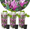 Plant in a Box - Magnolia Susan - Set van 3 - Brede struik/Kleine boom Winterhard - Paarse bloemen - Pot 9cm - Hoogte 25-40cm