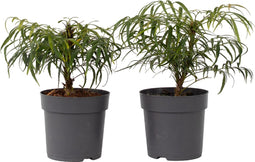Plant in a Box - Mahonia Soft Caress - Set van 2 - Tuinplant - Hele jaar groen - Groeit gele bloemaren - Winterhard tot -12°C - Pot 13cm - Hoogte 30-40cm