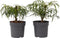 Plant in a Box - Mahonia Soft Caress - Set van 2 - Tuinplant - Hele jaar groen - Groeit gele bloemaren - Winterhard tot -12°C - Pot 13cm - Hoogte 30-40cm