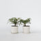Plant in a Box - Mahonia Soft Caress - Set van 2 - Tuinplant - Hele jaar groen - Groeit gele bloemaren - Winterhard tot -12°C - Pot 13cm - Hoogte 30-40cm