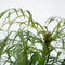 Plant in a Box - Mahonia Soft Caress - Set van 2 - Tuinplant - Hele jaar groen - Groeit gele bloemaren - Winterhard tot -12°C - Pot 13cm - Hoogte 30-40cm